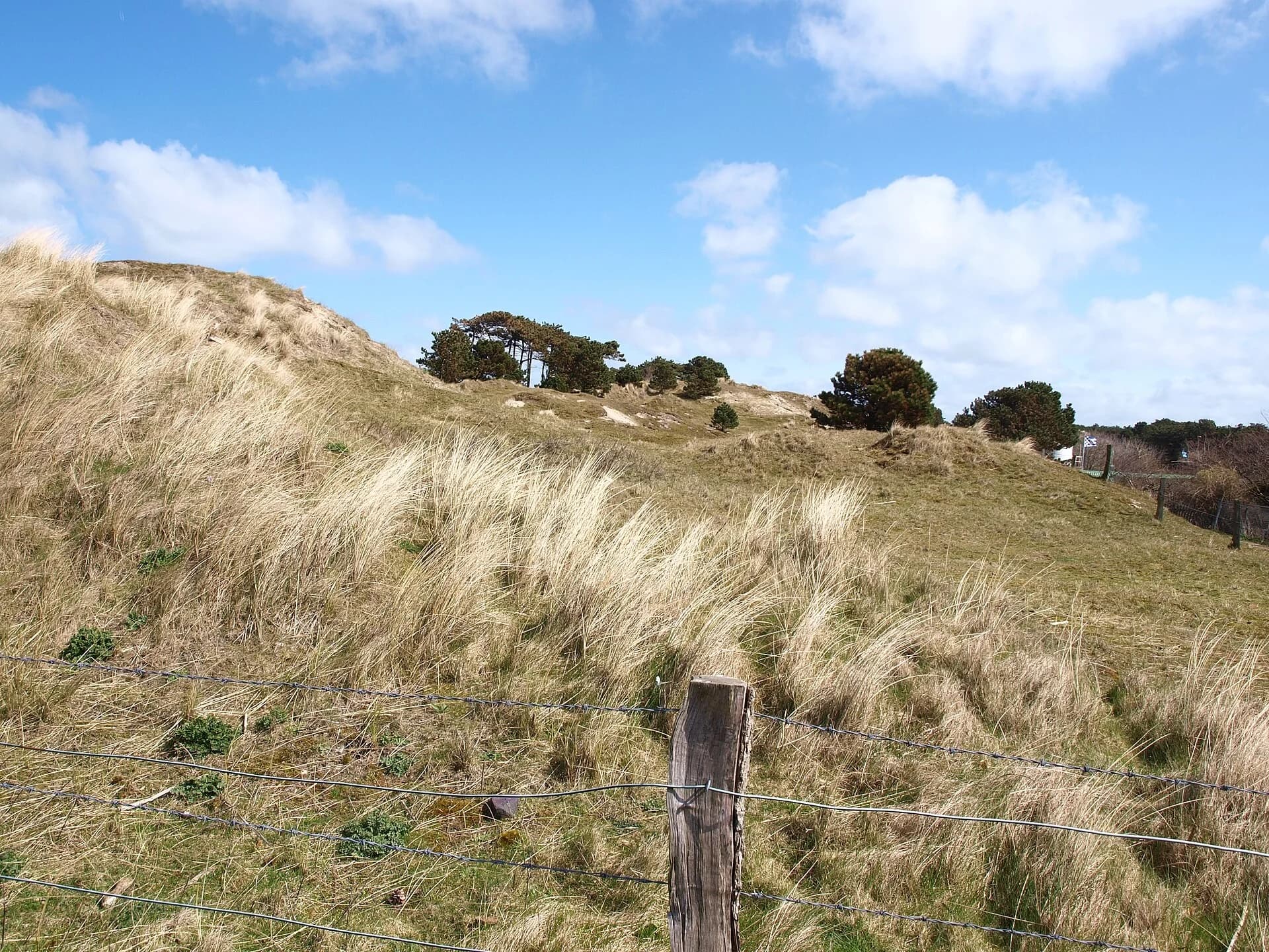 Oyats et dunes de sable sur Norderney
